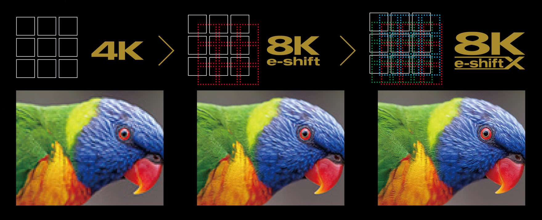parrot with 4K, 8K eshift and JVC 8k eshiftX resolutions side by side